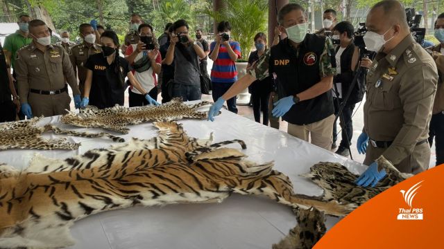 ขยายผลนายทุนข้ามชาติ "ใบสั่งเสือ" ชายแดน 