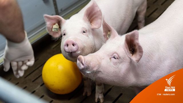 นักวิจัยเยอรมัน เตรียมเพาะหมูพันธุ์ใหม่ ปลูกถ่ายอวัยวะให้มนุษย์ 