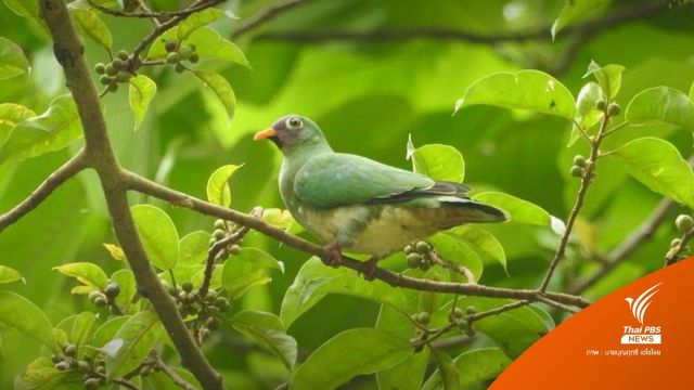  พบ "นกเปล้าหน้าแดง" นกประจำถิ่นหายากของไทย