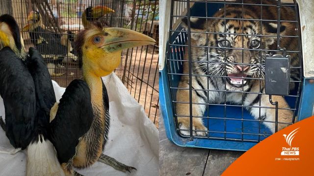 รวบพ่อค้าสัตว์ป่ารายใหญ่ ยึดลูกเสือโคร่ง-นกเงือก 10 ชีวิต