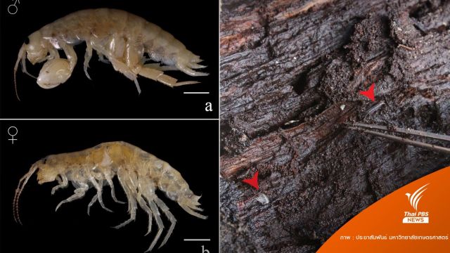 พบ "กุ้งเต้นเจาะรากไม้" ชนิดใหม่ของโลกในป่าชายเลนเกาะกูด
