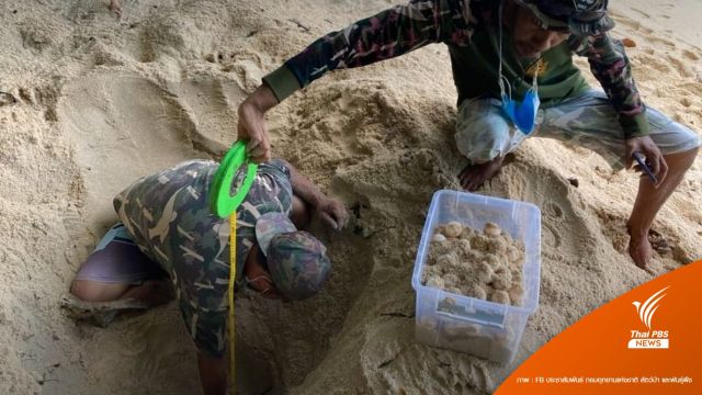 พบไข่เต่าตนุ 112 ฟอง อุทยานฯหมู่เกาะสุรินทร์ 