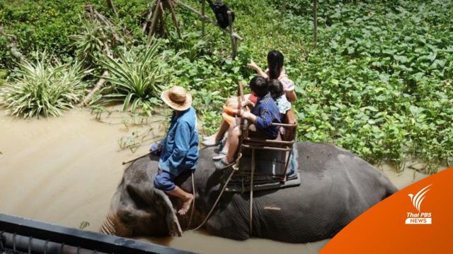 ครม.ยกเครื่อง "คุมปางช้าง" ต้องดูแลสวัสดิภาพ แก้ทารุณกรรม 
