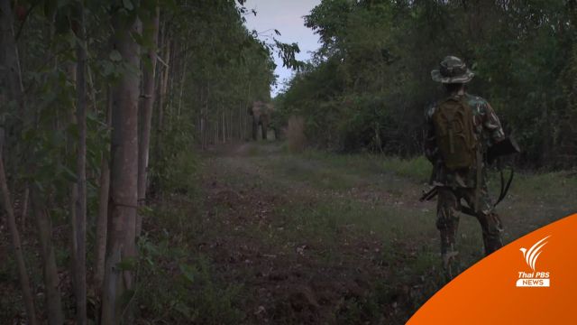 "ช้างป่าภาคตะวันออก" โจทย์ใหญ่ที่กรมอุทยานฯ เร่งแก้
