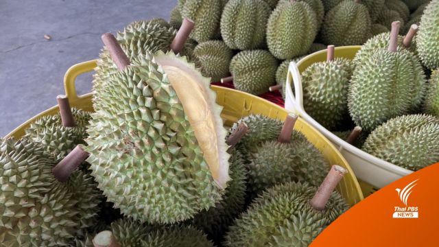 ยึด "ทุเรียนอ่อน" คาล้ง จ่อส่งขายจีน 2 ตัน 