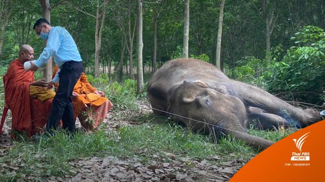 สุดยื้อ ช้างป่า “พังยายเกตุ” เตรียมผ่าพิสูจน์หาสาเหตุตาย