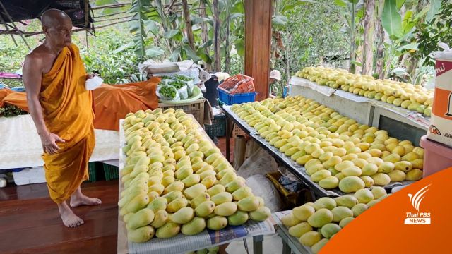 "พระพยอม" ชวนซื้อมะม่วงพันธุ์ "ยายกล่ำ" สายพันธุ์โบราณ