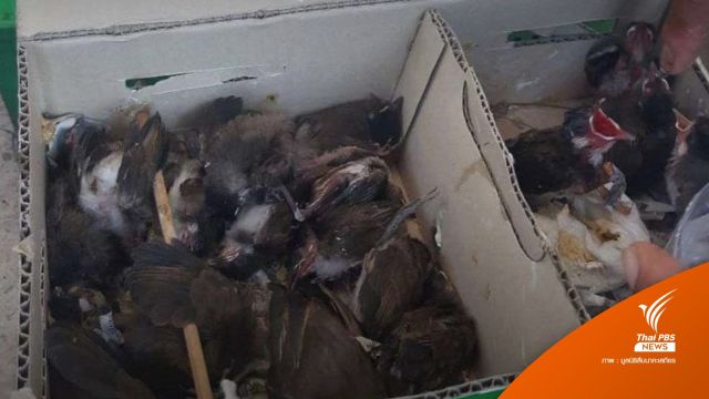 เหตุผล! มูลนิธิสืบฯ ค้านปลด "นกกรงหัวจุก"พ้นบัญชีสัตว์คุ้มครอง 