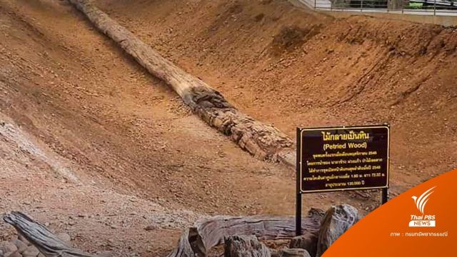 ทุบสถิติโลก! 29 เม.ย. GWR รับรองไม้กลายเป็นหินยาวสุด 69.7 ม.