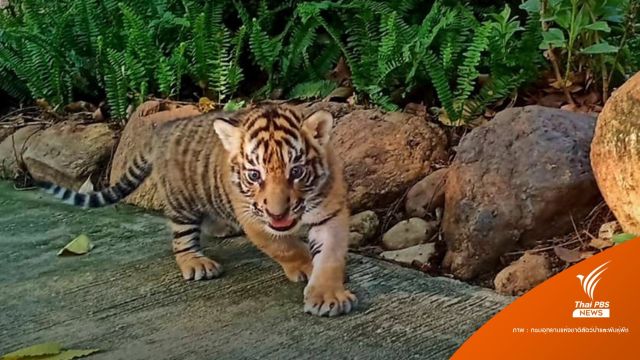 "น้องขวัญ" ลูกเสือโคร่งไม่เครียด-พาเดินเล่นออกกำลังกาย 