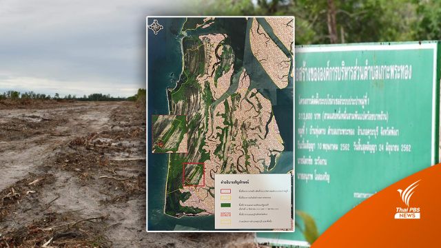 อธิบดี ทช.สั่งระงับไถป่าชายเลนเกาะพระทอง-ขัดมติครม.คุ้มครอง 