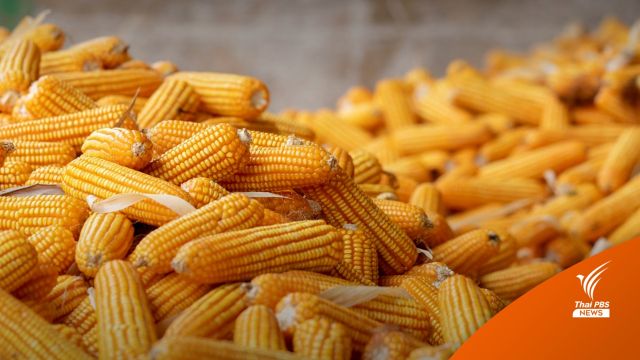 ครม.อนุมัติ "ประกันภัยข้าวโพดเลี้ยงสัตว์" Tier 1 รัฐอุดหนุนเบี้ยประกัน 60%