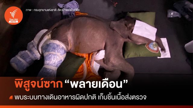 สัตวแพทย์ชันสูตร "พลายเดือน" พบระบบทางเดินอาหารผิดปกติ