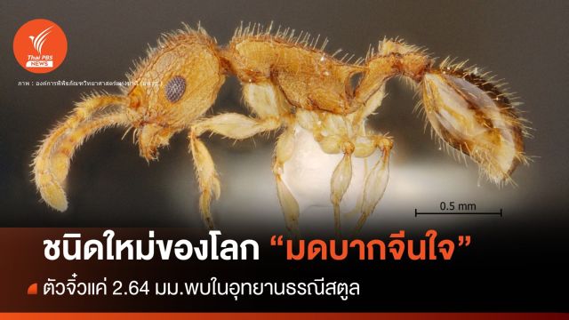 "มดบากจีนใจ" ตัวจิ๋ว 2.64 มม.ชนิดใหม่ของโลกในอุทยานธรณีสตูล