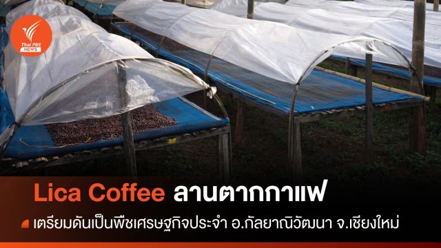 "Lica Coffee" ลานตากกาแฟหนึ่งเดียวใน ต.บ้านแม่แดด อ.กัลยาณิวัฒนา