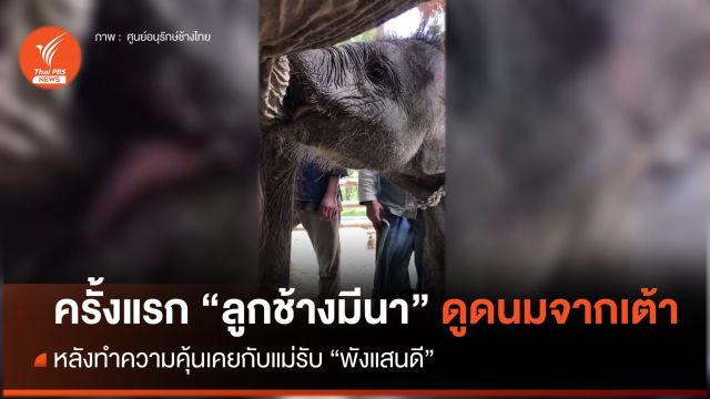 นาทีประทับใจ ครั้งแรก "มีนา" ดูดนมจากเต้าแม่รับ "พังแสนดี" 