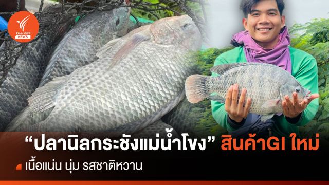 ขึ้นทะเบียนGI “ปลานิลกระชังแม่น้ำโขงหนองคาย” เนื้อแน่น นุ่ม หวาน