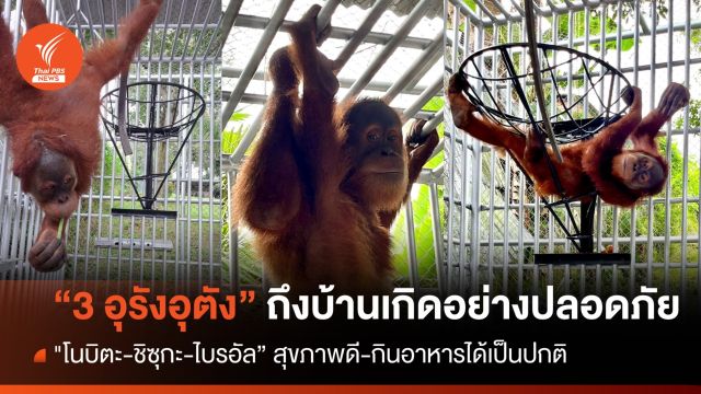 "โนบิตะ-ชิซุกะ-ไบรอัล” ถึงศูนย์ลิงอุรังอุตังอินโดฯ อย่างปลอดภัย
