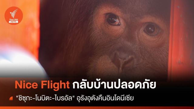 ขอให้โชคดีนะ! "ชิซุกะ-โนบิตะ-ไบรอัล" ลิงอุรังอุตังกลับบ้าน
