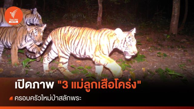 เปิดภาพแรก ครอบครัวใหม่ "3 แม่ลูกเสือโคร่ง" ป่าสลักพระ 