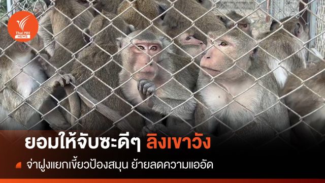จ่าฝูงแยกเขี้ยวขู่ "ย้ายลิงเขาวัง" เข้าบ้านใหม่-หลังอาละวาดหนัก