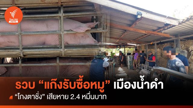  รวบ "แก๊งรับซื้อหมู" เมืองน้ำดำ "โกงตาชั่ง" เสียหาย 2.4 หมื่นบาท