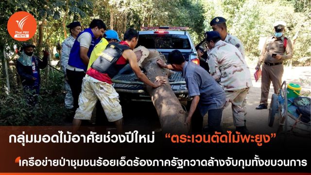 กลุ่มมอดไม้อาศัยช่วงฉลองปีใหม่ ตระเวนตัดไม้พะยูง