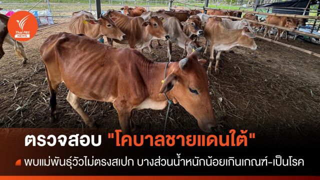 ตรวจสอบโครงการ "โคบาลชายแดนใต้" พบแม่พันธุ์วัวไม่ตรงสเปก