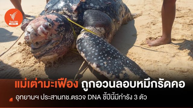 เศร้า! "แม่เต่ามะเฟือง" ถูกอวนหมึกรัดคอตายคาหาดท้ายเหมือง 