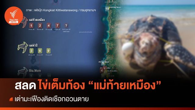 ทช.คาด “แม่ท้ายเหมือง” ติดเชือกอวนตาย ไม่พบวางไข่ตามวงรอบ