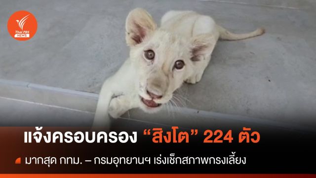 ตรวจสอบบ้านเลี้ยง "สิงโต" พัทยา - ทั่วประเทศแจ้งครอบครอง 224 ตัว