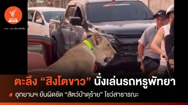ผิดชัด! กรมอุทยานฯ ตามเจ้าของ "สิงโตขาว" นั่งรถชิลพัทยา