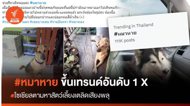 #หมาหาย ขึ้นเทรนด์อันดับ 1 X โซเชียลตามหาสัตว์เลี้ยงเตลิดเสียงพลุ
