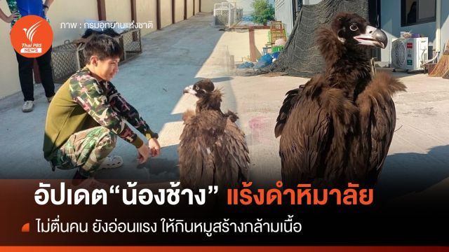 อัปเดต "แร้งดำหิมาลัย" ไม่บาดเจ็บแต่อ่อนแรง เร่งสร้างกล้ามเนื้อ