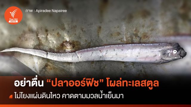 อย่าตื่น "ปลาออร์ฟิช" โผล่ไทยคาด IOD มวลน้ำเย็นพาเข้าทะเลสตูล