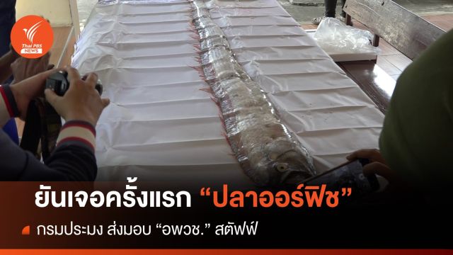  "ออร์ฟิช" ปลาลึกลับใต้ทะเลลึก 1,000 ม.เตรียมส่ง อพวช.สตัฟฟ์