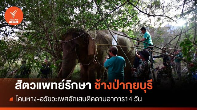สัตวแพทย์รักษา "ช้างกุยบุรี" บาดเจ็บโคนหาง-อวัยวะเพศ