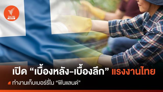เปิด "เบื้องหลัง-เบื้องลึก" แรงงานไทย เก็บเบอรี่ในฟินแลนด์ 