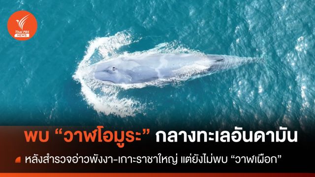 พบ "วาฬโอมูระ" 3 ครั้ง กลางทะเลอันดามัน แต่ยังไม่เจอ "วาฬเผือก"
