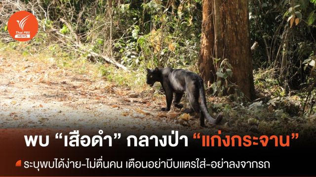 พบ “เสือดำ” เดินโชว์ตัวทางขึ้นพะเนินทุ่ง แก่งกระจาน