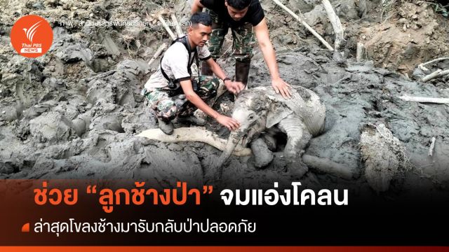 ช่วย "ลูกช้างป่า" จมแอ่งโคลน ล่าสุดกลับเข้าโขลงปลอดภัย