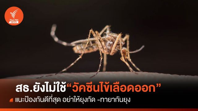 กรมควบคุมโรค ยังไม่ใช้วัคซีนไข้เลือดออก ป้องดีที่สุดอย่าให้ยุงกัด