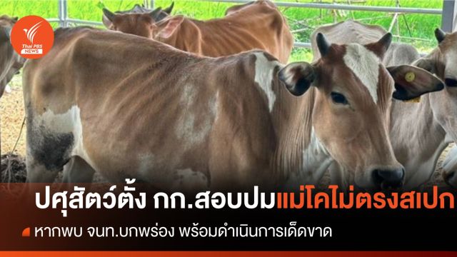"ปศุสัตว์" ตั้ง กก.สอบข้อเท็จจริง กรณีจัดหาแม่โคไม่ตรงสเปก 