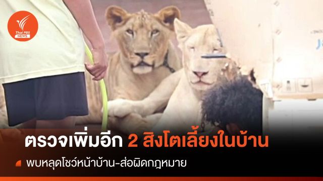 หลุดโชว์! ร้องสอบอีก 2  "สิงโต" ไมโครชิพไม่ตรงปก-ไร้ใบอนุญาต