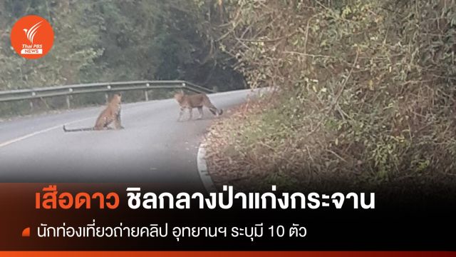 "เสือดาว" 2 ตัวเดินชิลกลางป่าทางขึ้นพะเนินทุ่ง