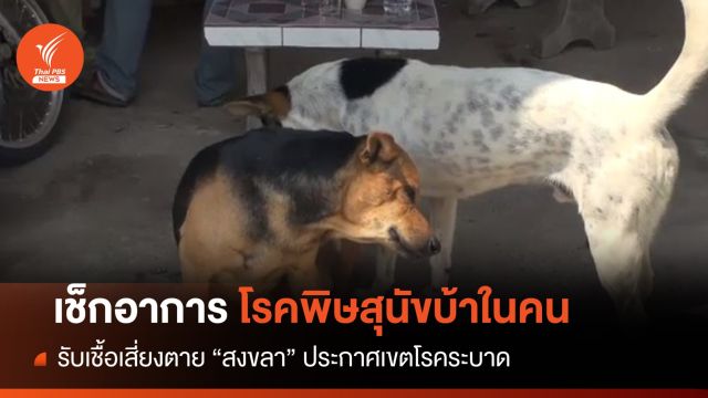เช็ก "พิษสุนัขบ้าในคน" รับเชื้อเสี่ยงตาย สงขลาประกาศเขตโรคระบาด