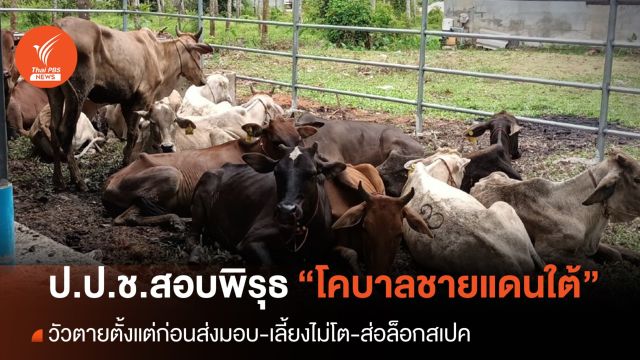 ป.ป.ช.เร่งตรวจสอบ หลังพบพิรุธซื้อวัว “โครงการโคบาลชายแดนใต้”
