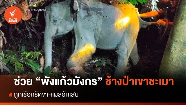 ช่วย "พังแก้วมังกร" ช้างป่าถูกเชือกรัดขา-แผลอักเสบ