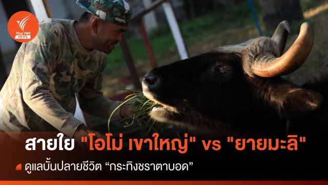 สายใย "โอโม่ เขาใหญ่" vs "ยายมะลิ" กระทิงชราตาบอด