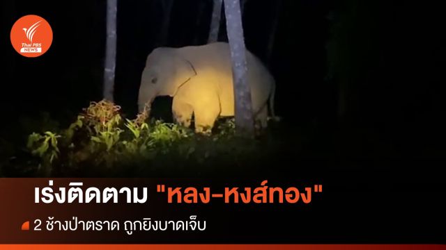 เร่งติดตาม "หลง-หงส์ทอง" 2 ช้างป่าตราด ถูกยิงบาดเจ็บ
